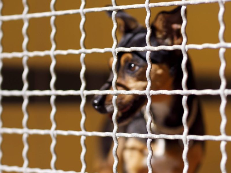 Hund blickt durch Gitterstäbe