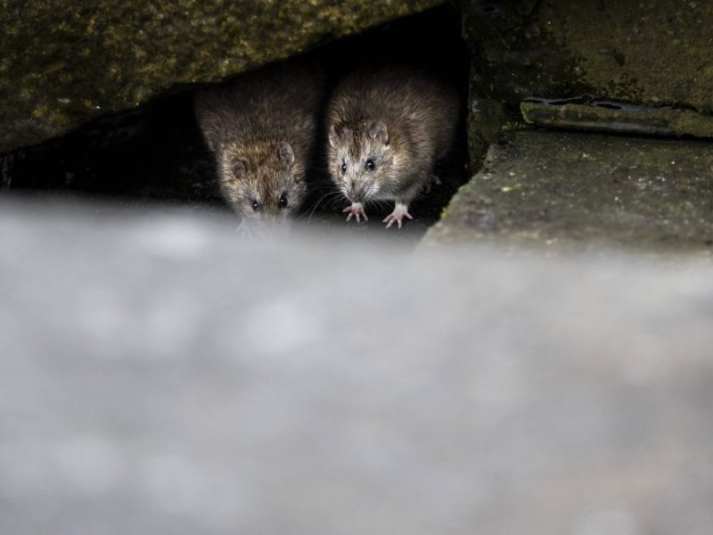 Ratten unter Steinen