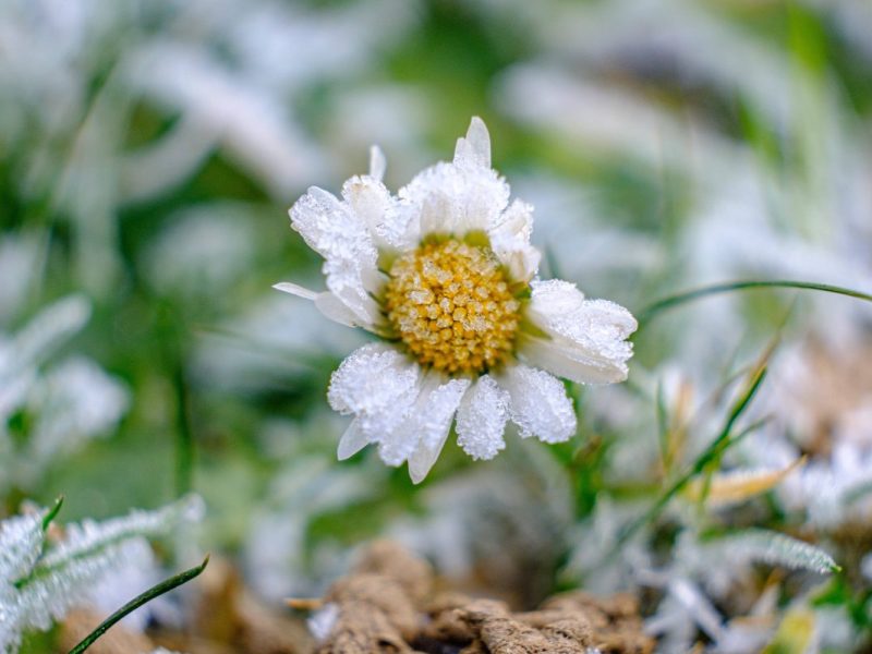 Gänseblümchen mit Frost