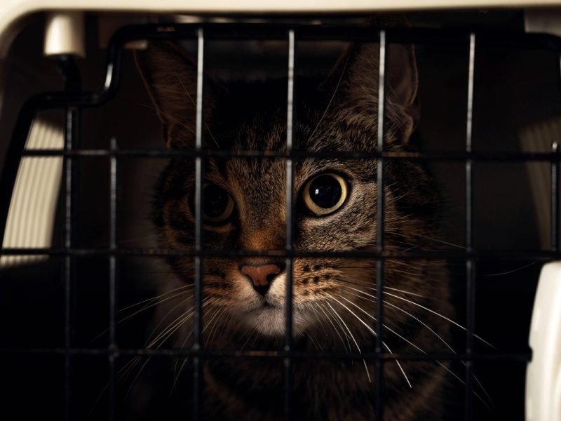 Tierheim Bochum Kater