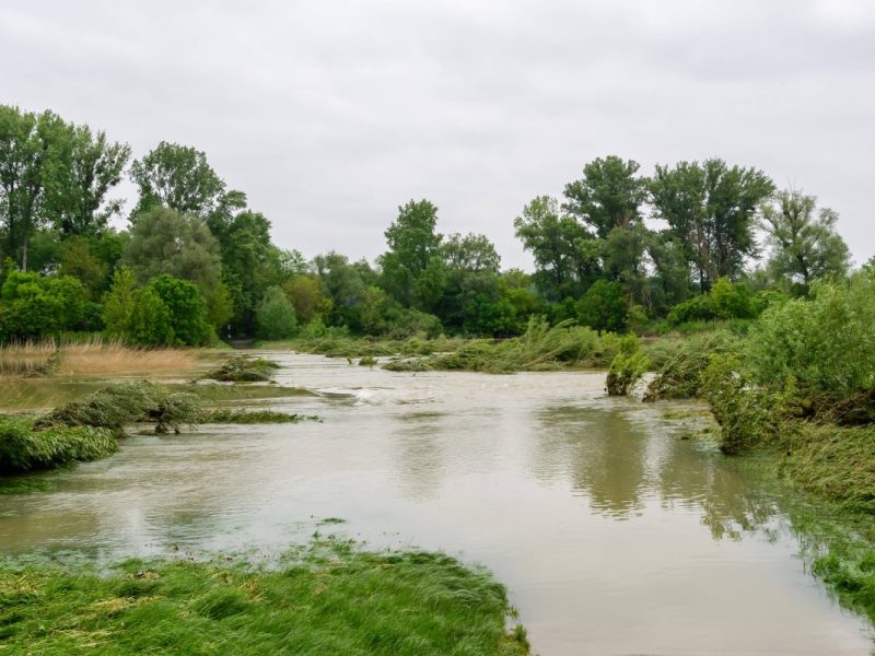 Überschwemmung im Nationalpark Österreich in Donauauen in Haslau