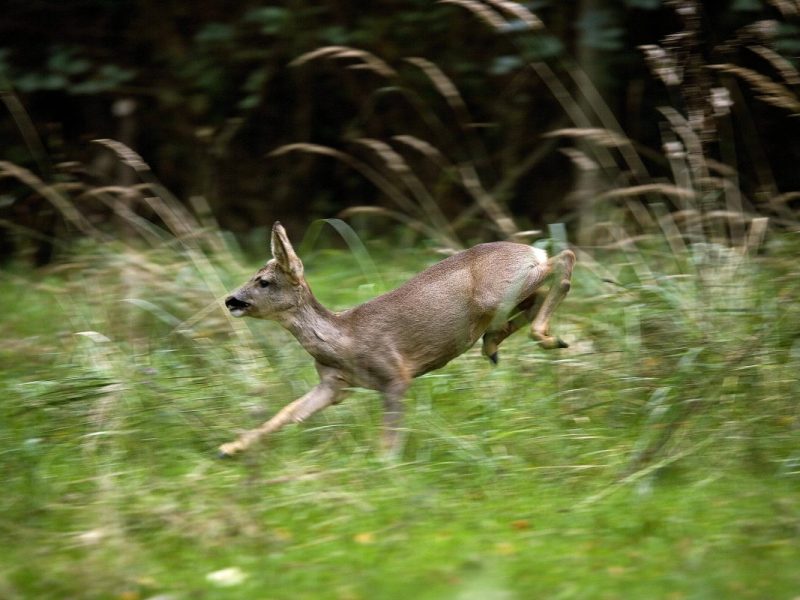 Reh rennt über Wiese
