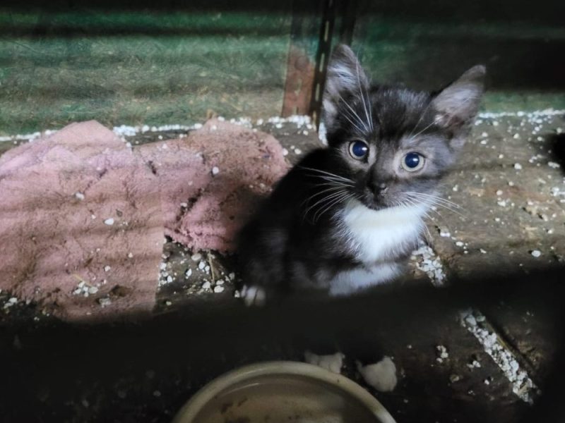Kleines Katze im Käfig in Dortmund