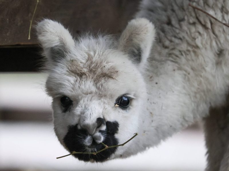 Alpaka-Baby in weiß mit schwarzer Schnauze