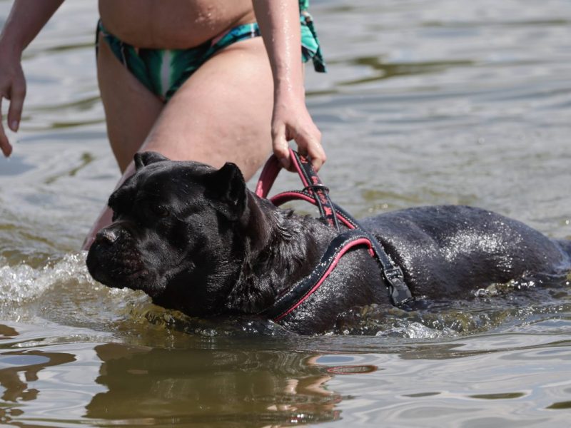 Frau im Bikini hält Hund im Wasser am Geschirr fest