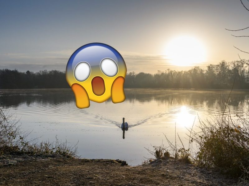 Mülheim Entenfang, Schwan auf See