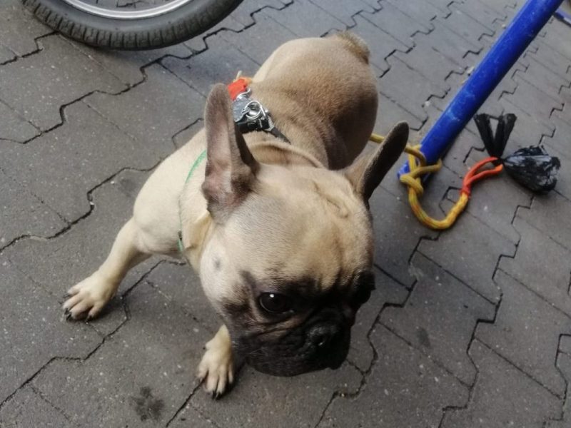 Hund angeleint vor einer Aldi-Filiale in Essen