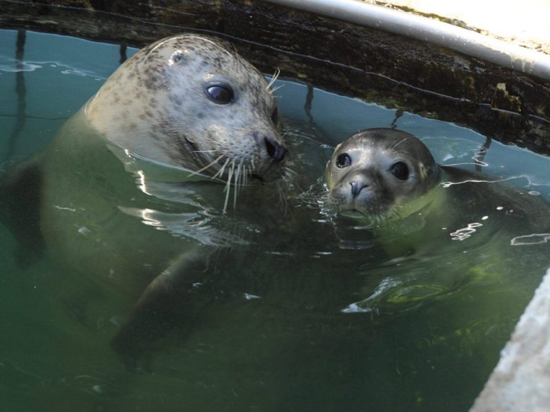 Tierpark Bochum: Nach zehn Jahren wurden zwei Seehund-Junge geboren. Der Tierpark sucht noch nach Namen und muss noch das Geschlecht bestimmen.