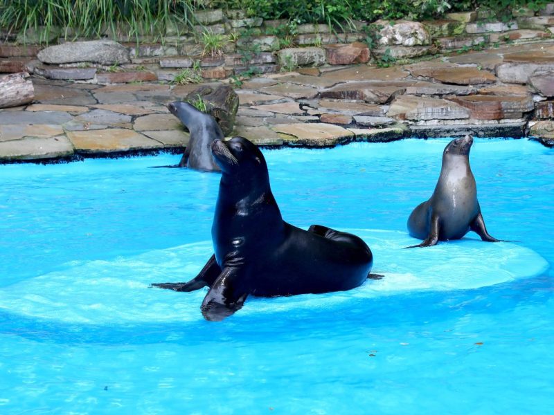Dortmund Zoo: Änderung für Besucher