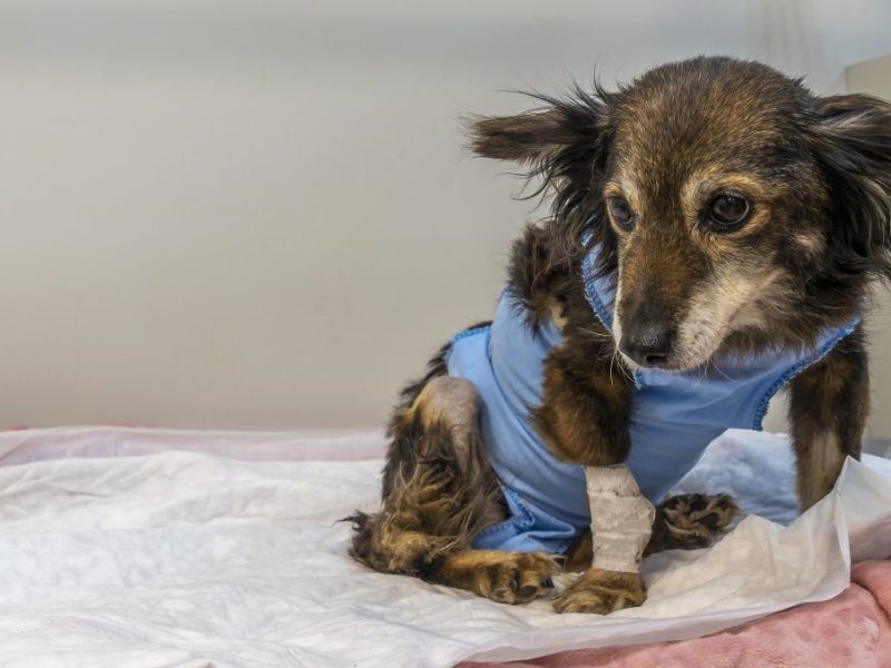 Hund in NRW wird von Schrotflinte angeschossen und hat bis heute 63 Schrotkugeln im Rücken. Das Tierheim Heinsberg pflegt ihn und möchte den Hund jetzt vermitteln.