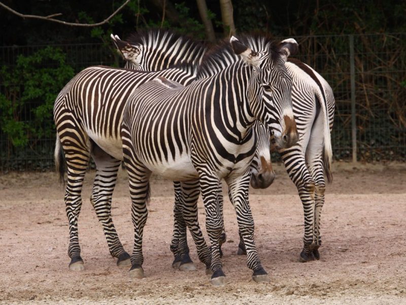 Zoo in NRW warnt vor Falle