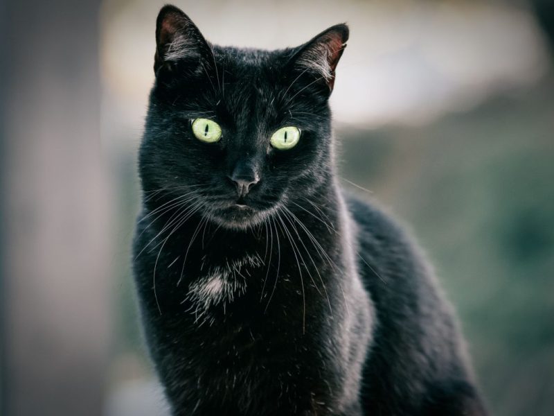 Bochum: Kater wird von Auto angefahren und stirbt an den Verletzungen. Die Besitzer konnten bisher noch nicht ermittelt werden.