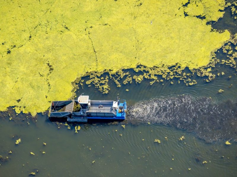 Kemnader See in Bochum von Wasserpest befallen. Jetzt wollen die Verantwortlichen gegen Elodea vorgehen.