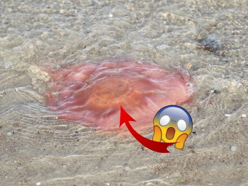 Eine Qualle im Urlaub an der Ostsee.