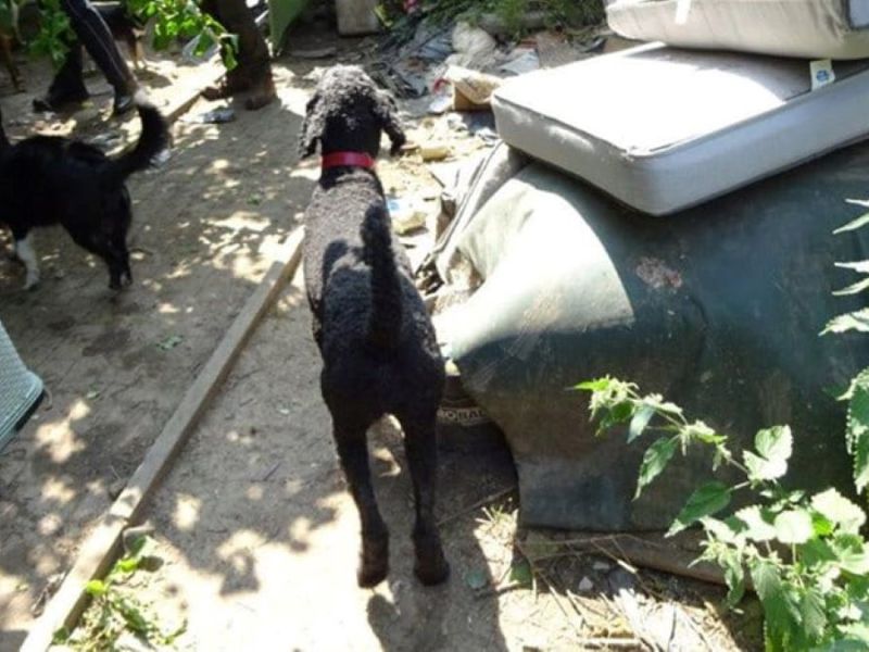 Hunde in Gartenparzelle
