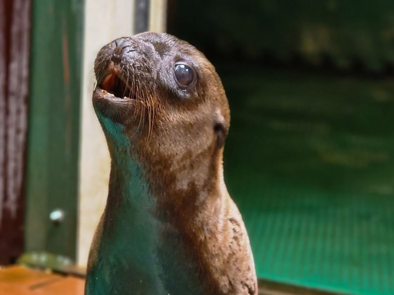 Zoo Dortmund Seelöwe