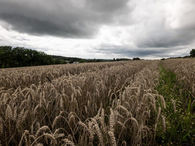 Getreidefeld in NRW mit dunklem Wolkenhimmel
