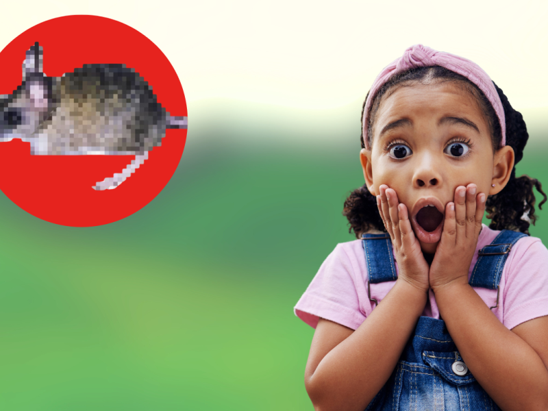 Dieses Neue Tier sorgt für Aufregung unter Zoobesuchern