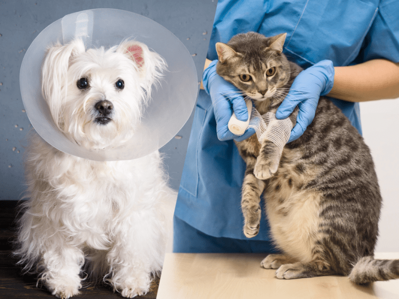 Tierarzt-Sorgen für Bürgergeld-Empfänger.