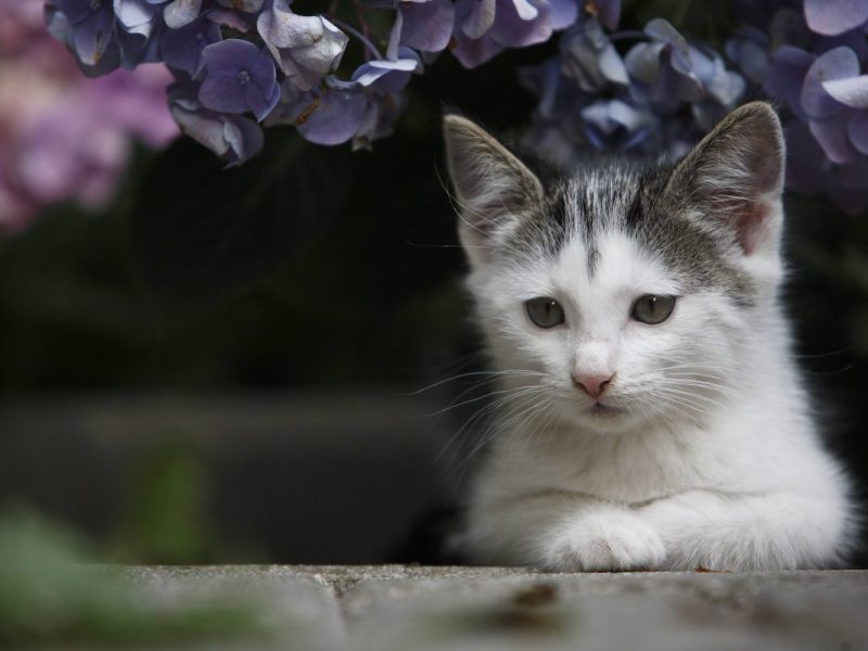 Katze in Dortmund wird aus verwahrloster Wohnung gerettet.