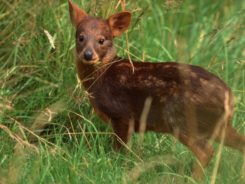 Zoo Dortmund hat eine traurige Nachricht. Besucher und Mitarbeiter werden IHN sehr vermissen!