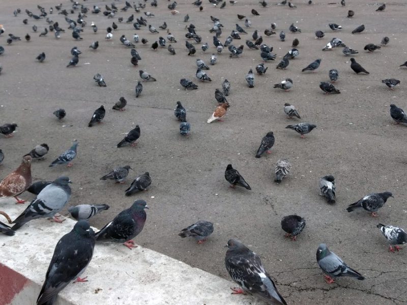 Duisburg: Die Stadt geht jetzt mit einem Pilotprojekt gegen die Tauben-Population vor.