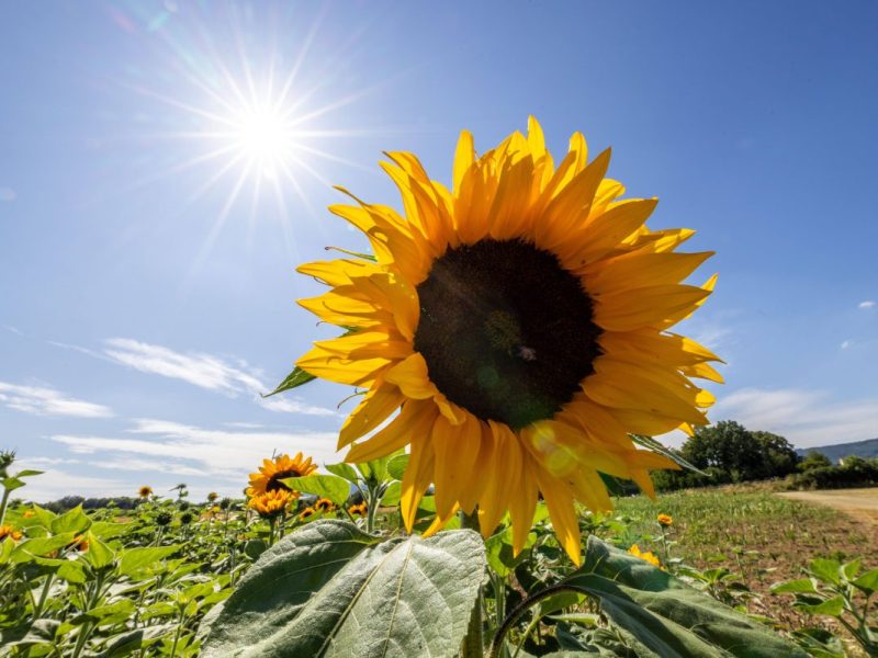 Wetter in NRW: Jetzt soll die überraschende Sommer-Wende kommen. Am Montag aber noch ein schwerer Sturm.