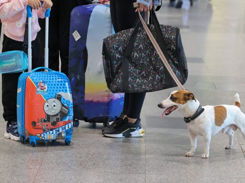 Auf dem Weg in den Urlaub ging ein Vierbeiner verloren.