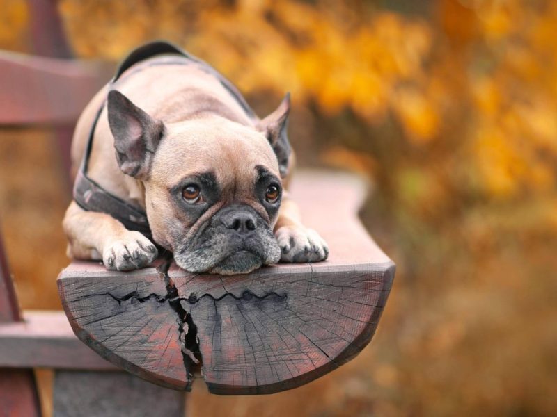 Mülheim: HIER sind Hunde plötzlich komplett verboten!