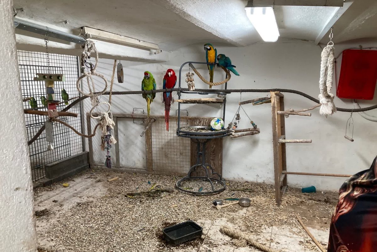 Papageien in einem Haus in Essen