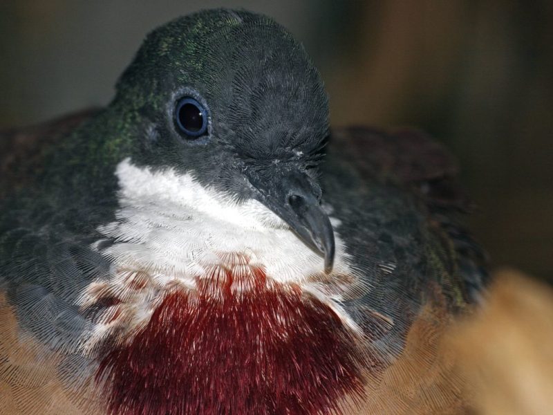 Der Zoo Duisburg hat eine Sensation bekannt gegeben. Zum ersten Mal gelang die Zucht einer Brandtaube.