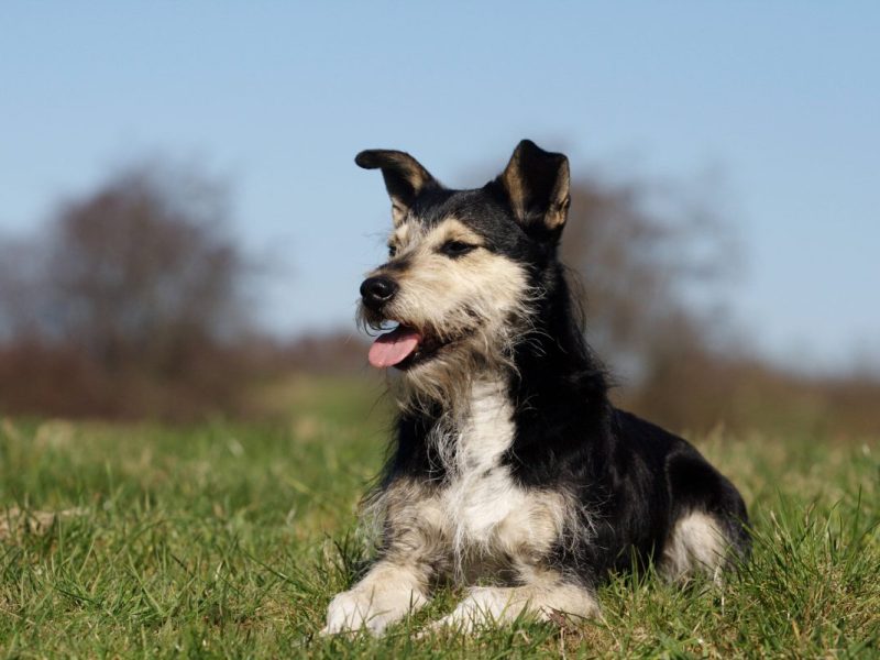 Tierheim Essen: Trauriger Todesfall