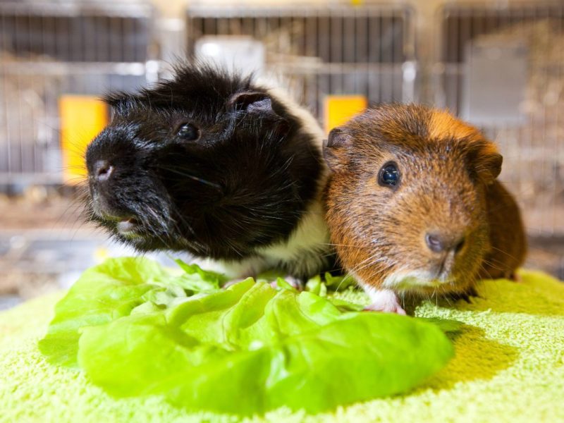 Tierheim in NRW: Meerschweinchen-Fund