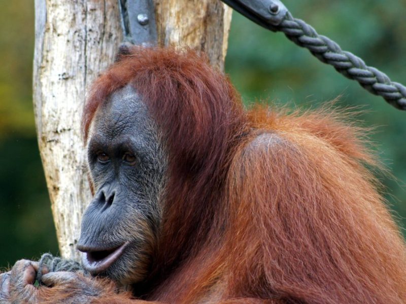 Zoo Dortmund Orang Utan
