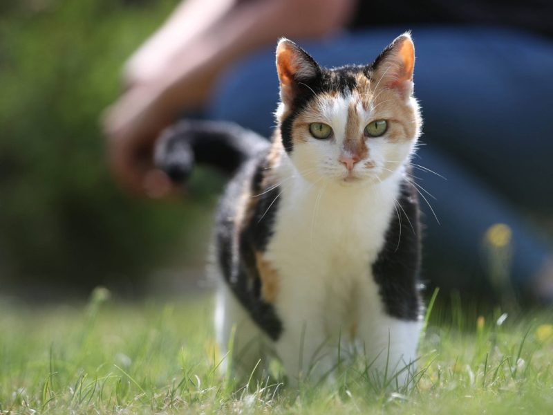 Tierheim Bochum: Katze ausgesetzt