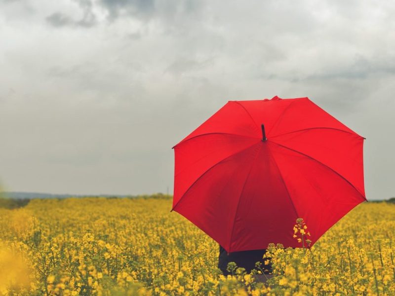 Person mit rotem Regenschirm auf gelbem Feld und grauem Himmel im Hintergrund