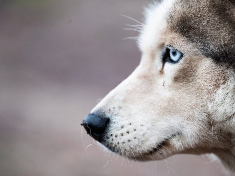 Das Tierheim in Duisburg hat den Husky-Rüden Taric aufgenommen. Und der war in einem schlimmen Zustand.