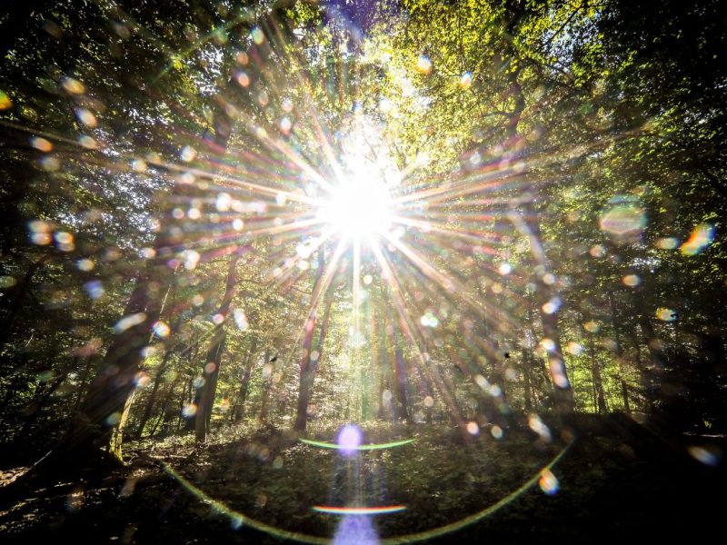 Sonne scheint durch Blätterdach