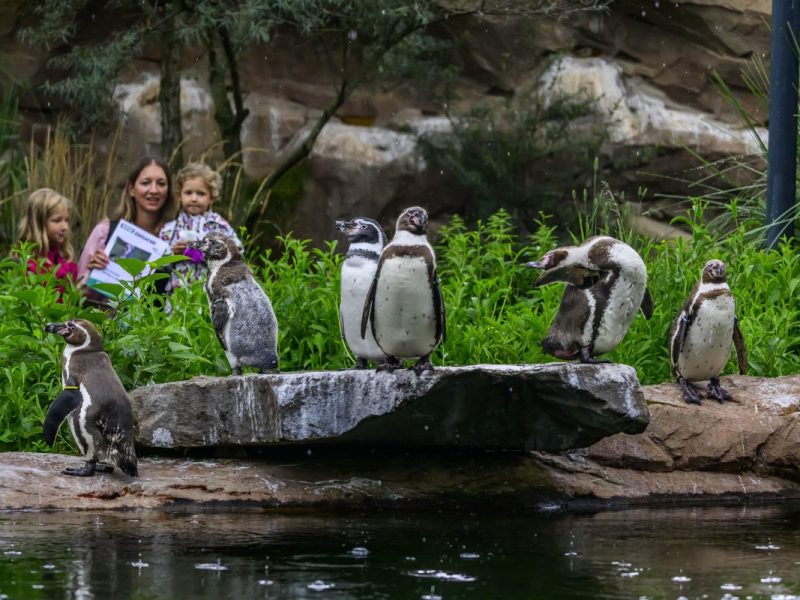Zoo Krefeld in NRW, Pinguine und Besucher