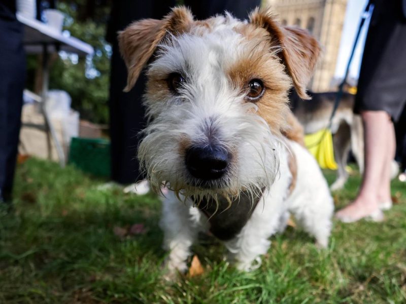 Gesunder Hund schaut dank Wurmkur glücklich in die Kamera
