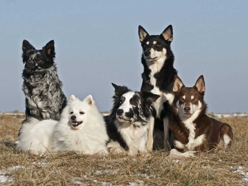 Welthundetag: Der Gewinner steht fest