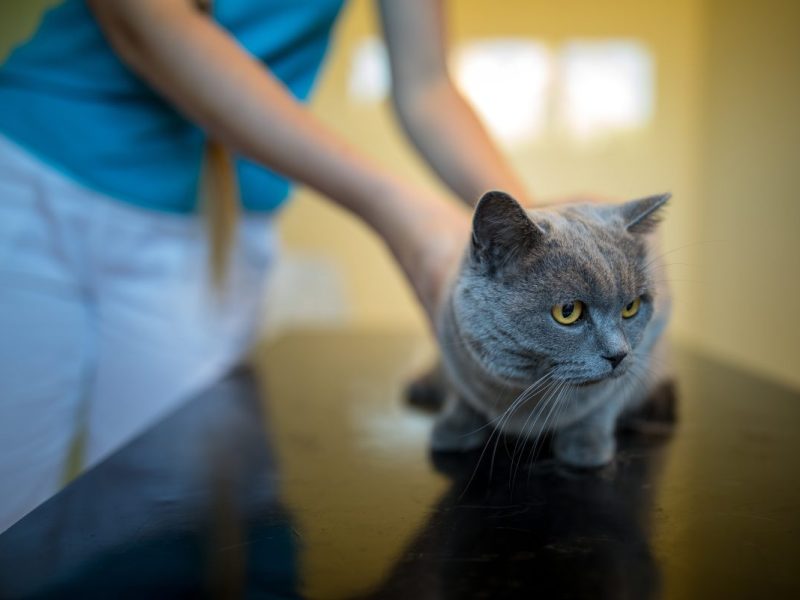 Das Tierheim Bochum musste eine kranke Katze aufnehmen. (Symbolfoto)