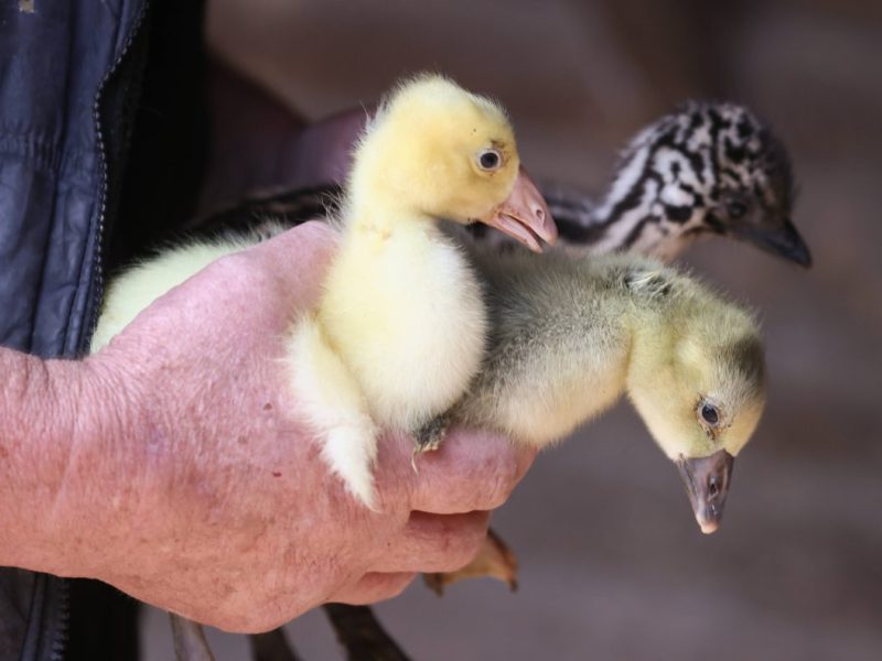 Tierheim in NRW: Küken in Plastiktüte gefunden