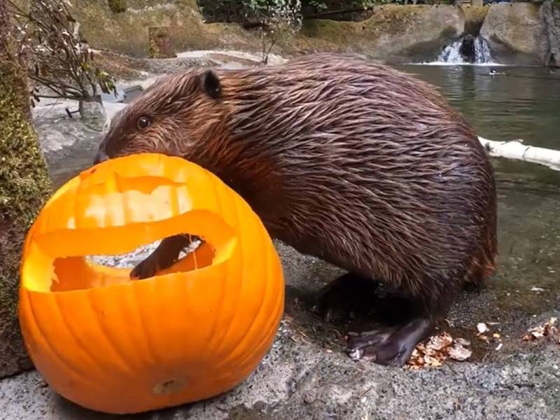 Der Tierpark in NRW im Herbst in NRW spricht diese Warnung aus.
