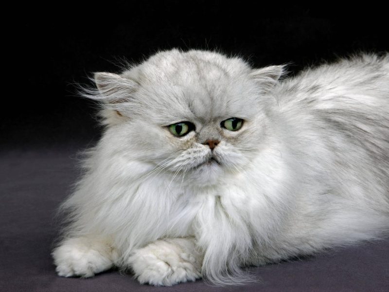 Tierheim NRW Perser Katzen