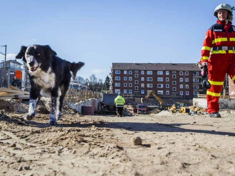 Hund Bauarbeiter