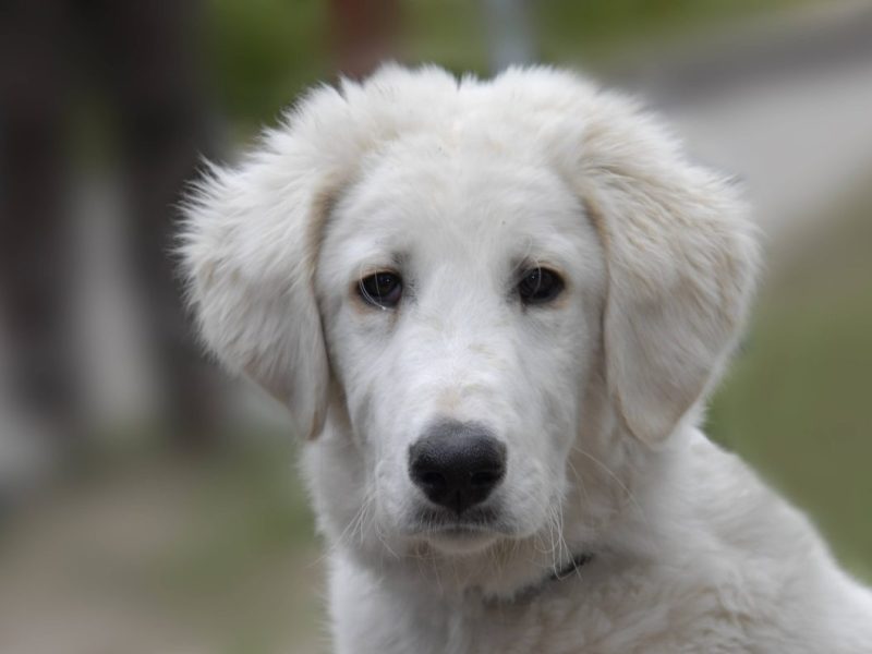 Tierheim in NRW rettet Hund aus lebensgefährlichem Zustand.