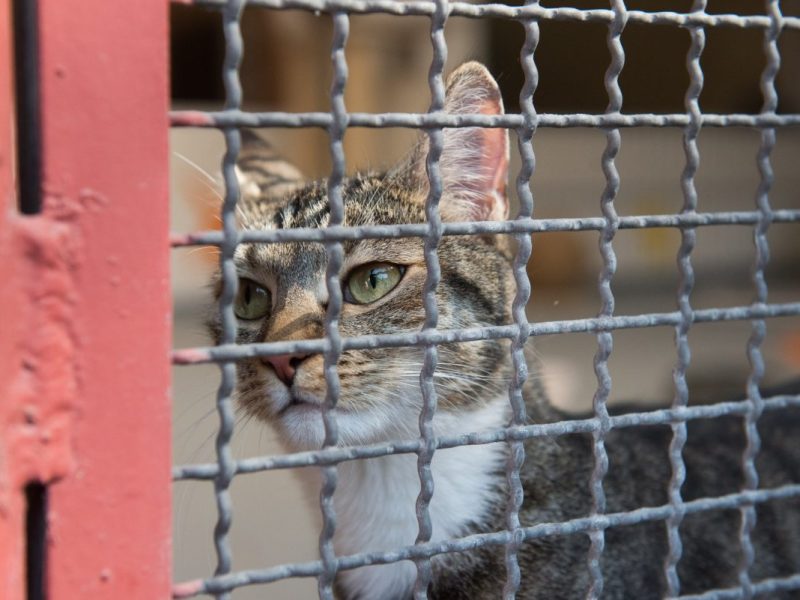 In einem Tierheim in NRW sucht eine Katze ein neues Zuhause. (Symbolfoto)
