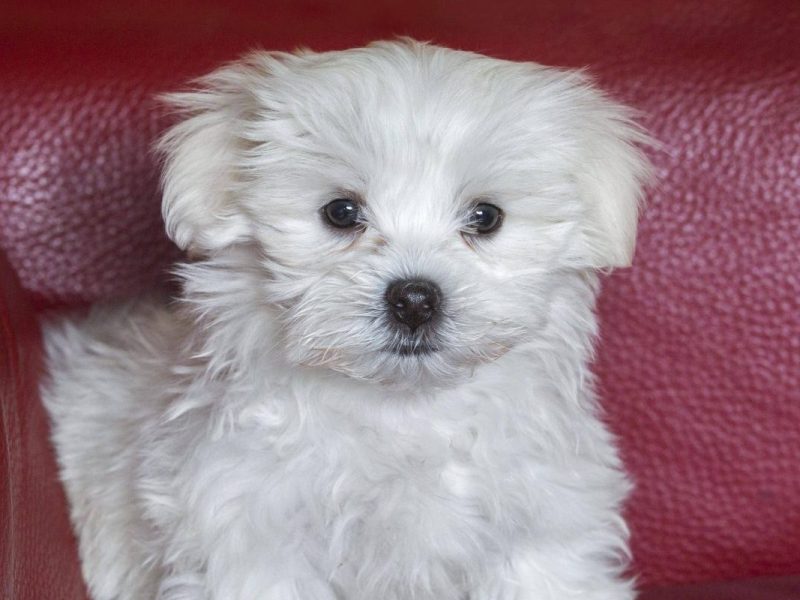 Malteser-Hund Donald wurde aus einem Messi-Haushalt gerettet (Symbolbild).