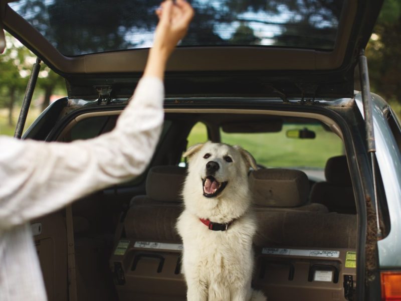 Sicherheit und Komfort für den Vierbeiner: Mit Hundeboxen kannst du deine Fellnase und dich selbst am besten schützen. Doch was zeichnet die ideale Box aus?